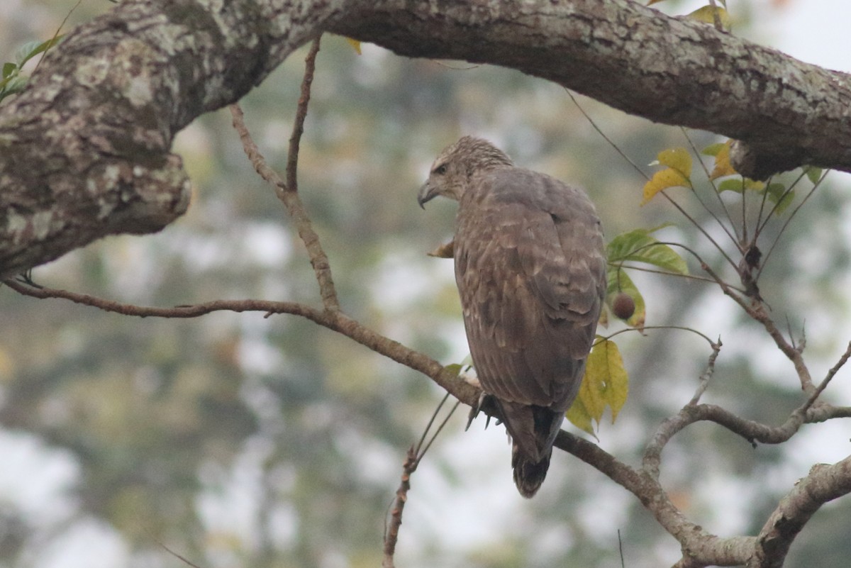 Gray-headed Fish-Eagle - ML167569461