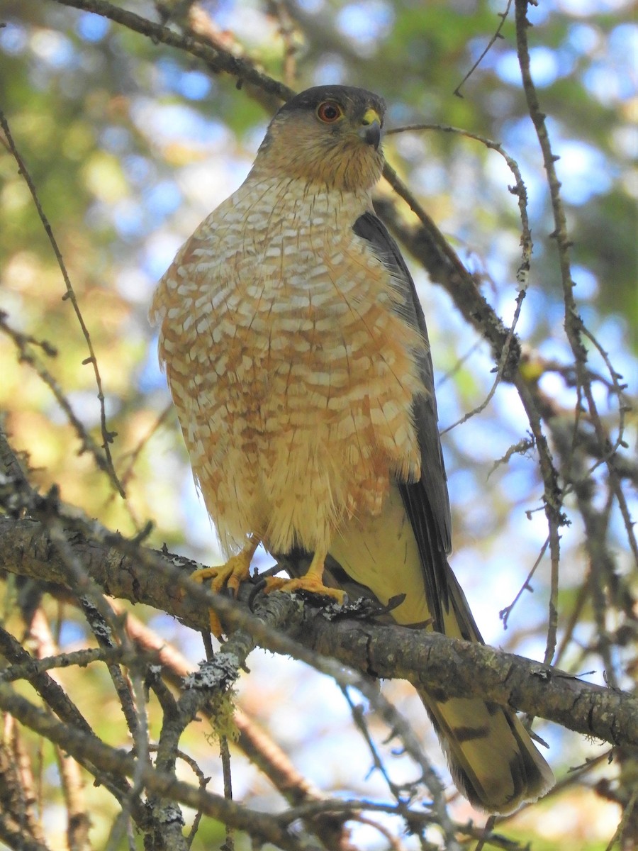 Sharp-shinned Hawk - ML167569681