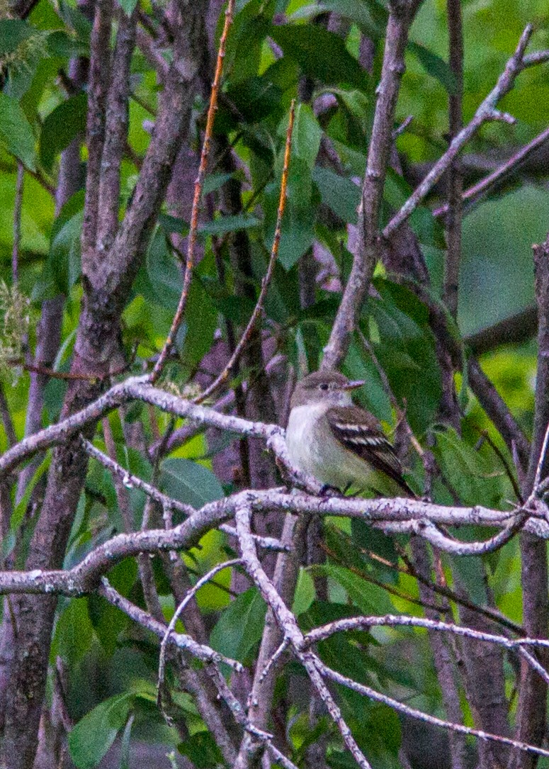 Alder Flycatcher - ML167569971