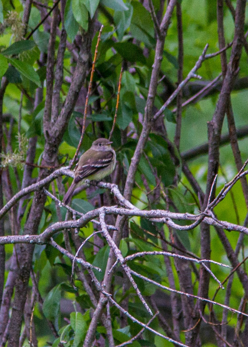 Alder Flycatcher - ML167569981