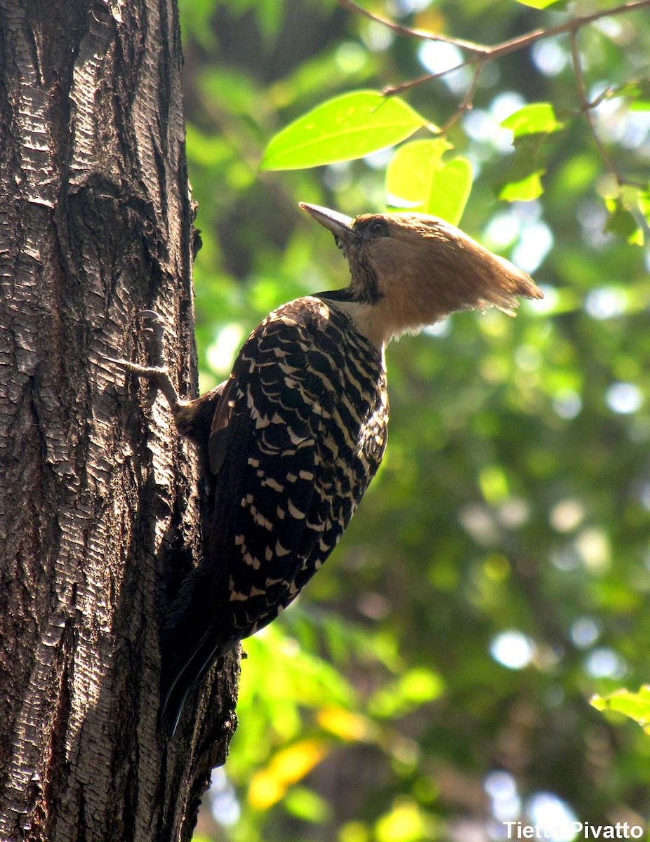 Blond-crested Woodpecker - Maria Antonietta Castro Pivatto