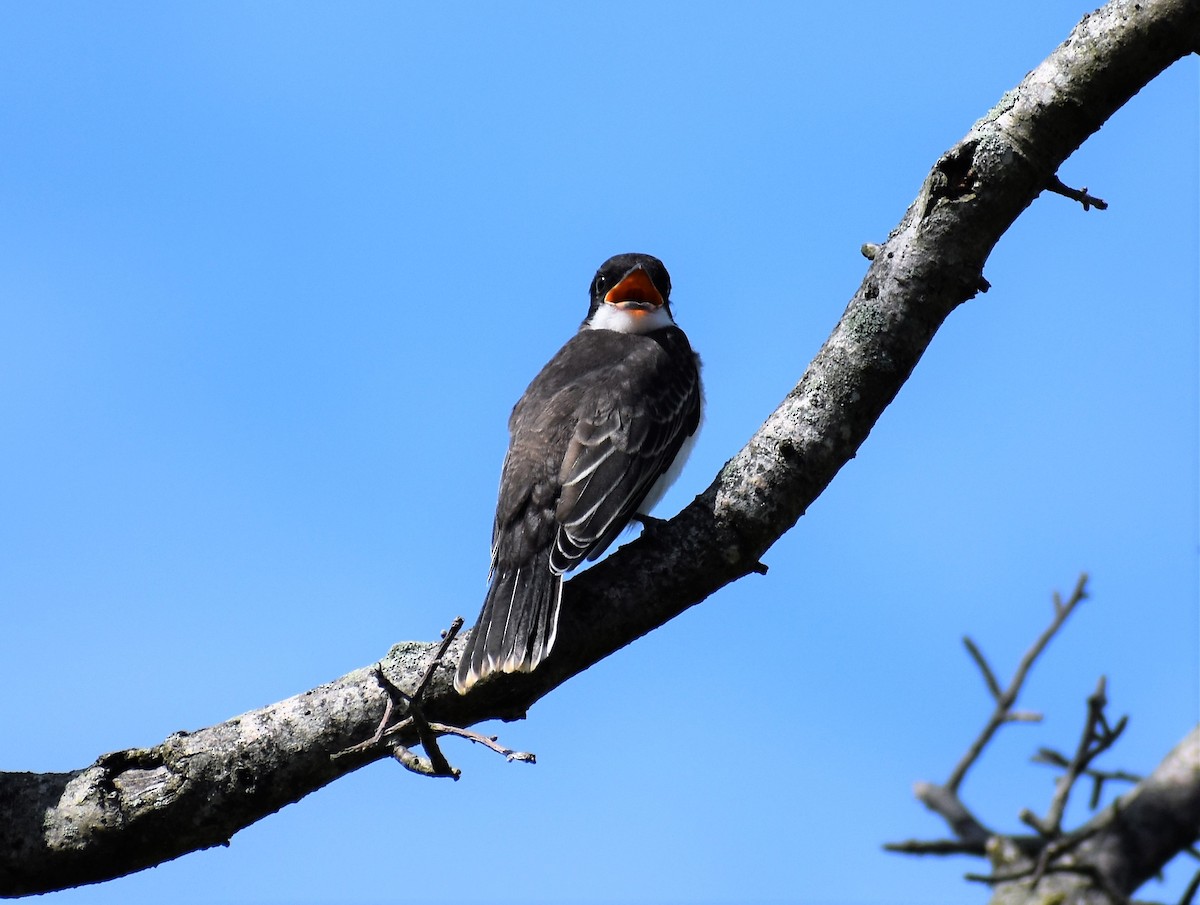 Eastern Kingbird - ML167571431