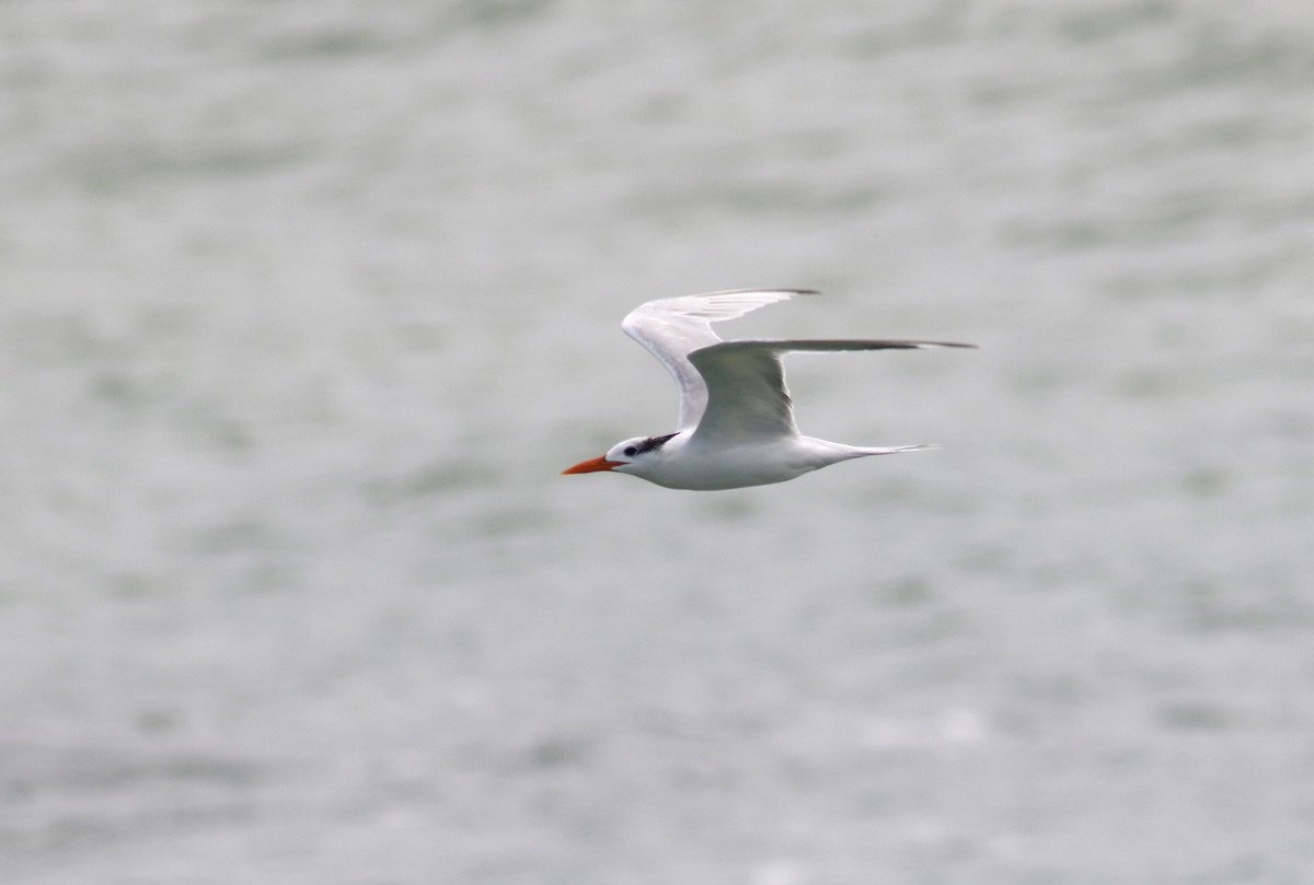 Royal Tern - ML167571561