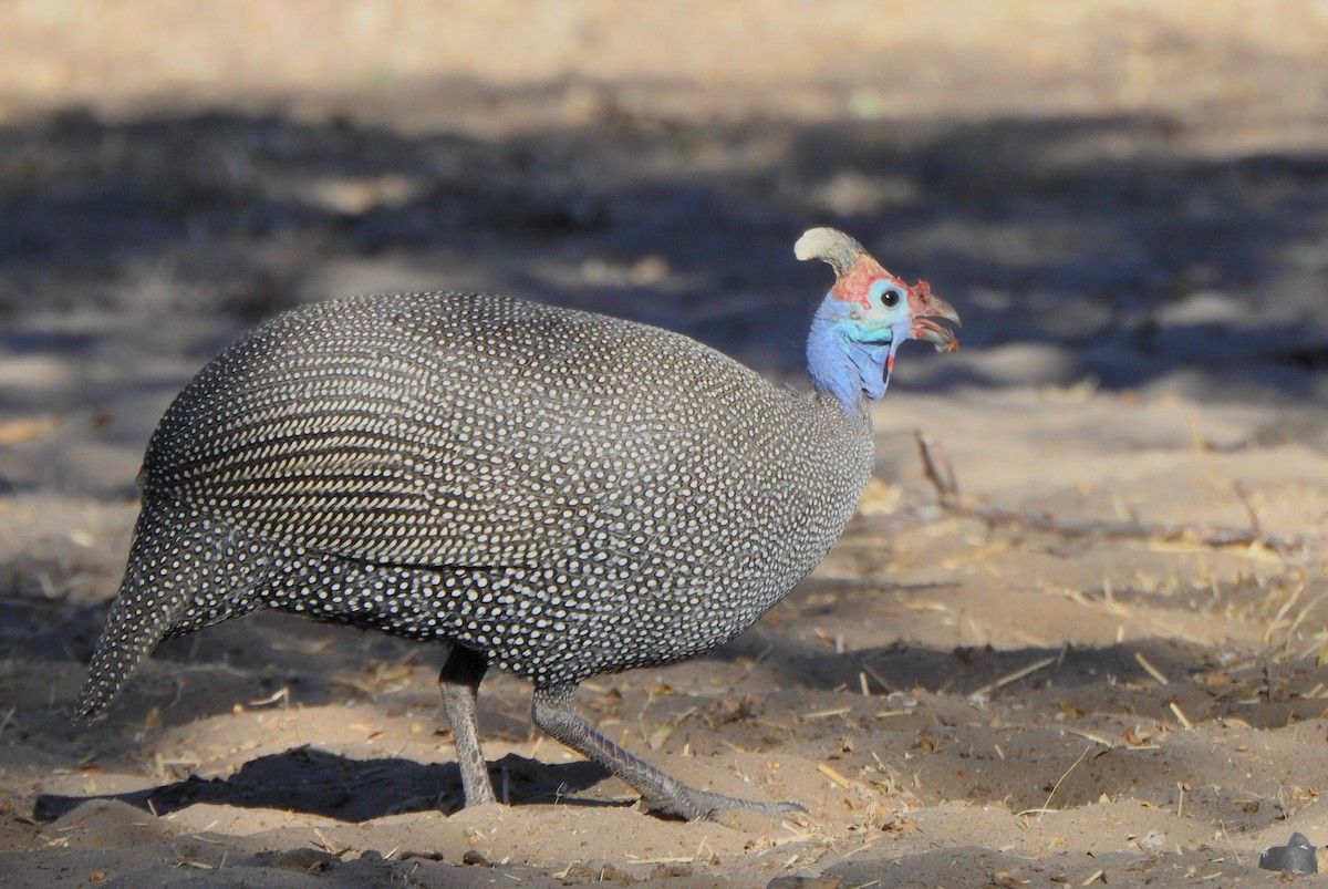 Helmeted Guineafowl (Tufted) - ML167572371