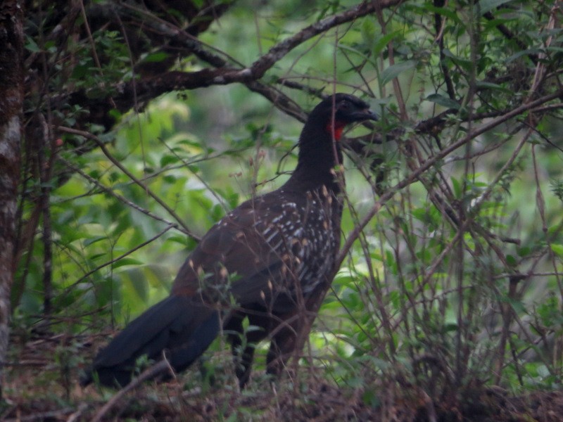 Pava de las Yungas - ML167572701