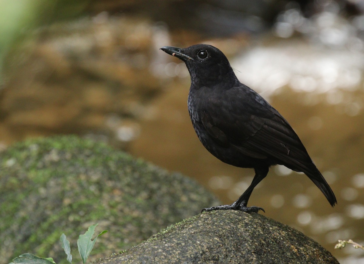 Bornean Whistling-Thrush - Alex Berryman
