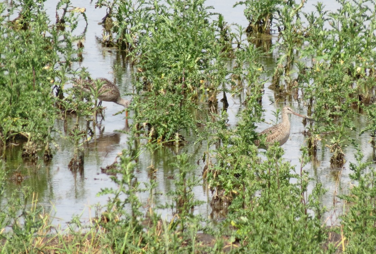 Marbled Godwit - ML167573351