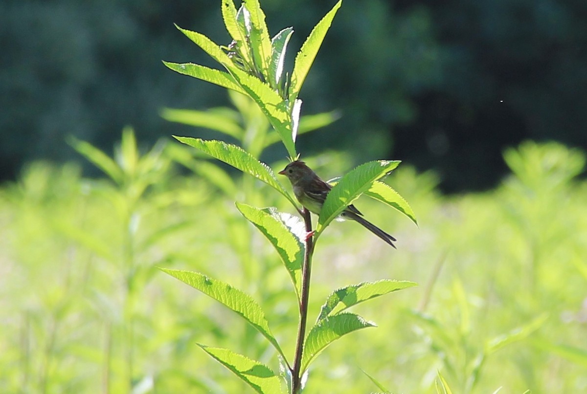 Field Sparrow - Anthony  Popiel