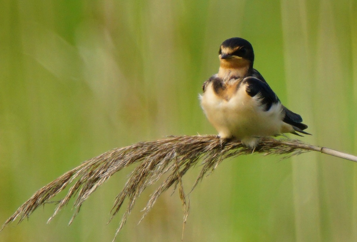 vlaštovka obecná (ssp. erythrogaster) - ML167579671