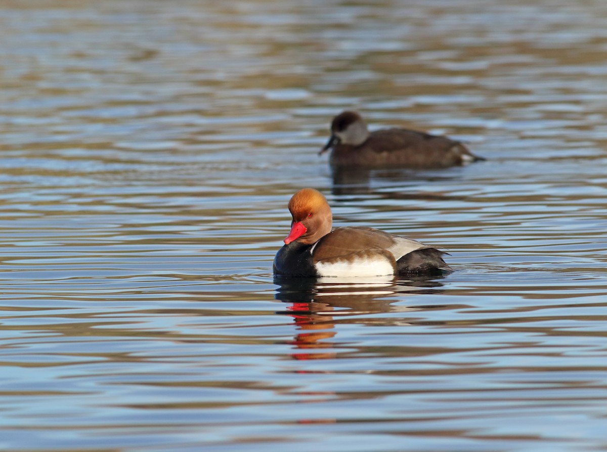 Red-crested Pochard - Andrew Steele