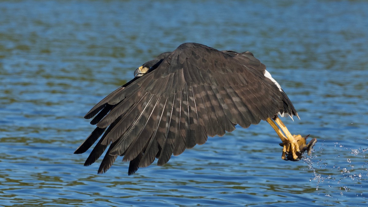 Great Black Hawk - ML167581251