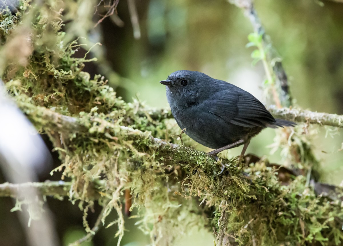 Tschudi's Tapaculo - Nick Athanas