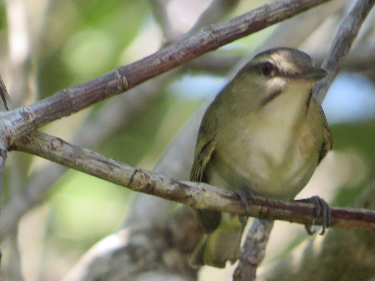 skjeggvireo - ML167585181