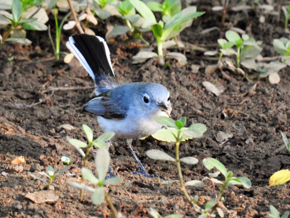 Blue-gray Gnatcatcher - ML167586091