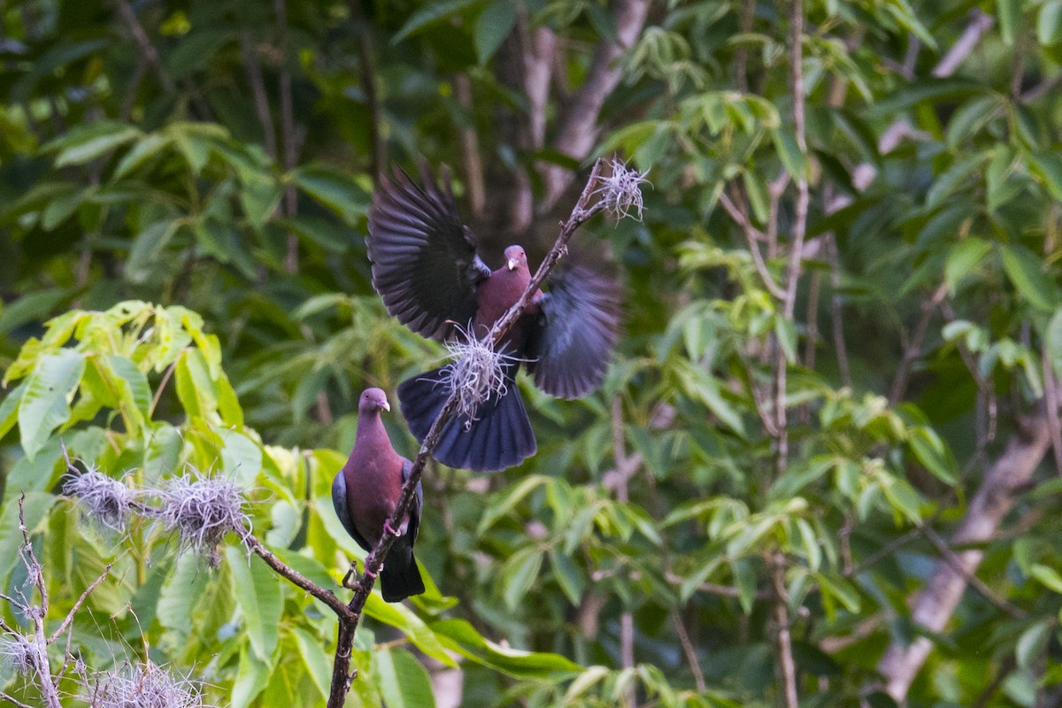 Red-billed Pigeon - ML167586211