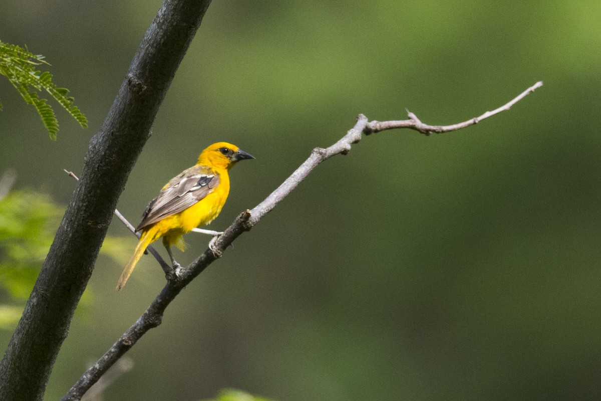 Streak-backed Oriole (Streak-backed) - ML167586321