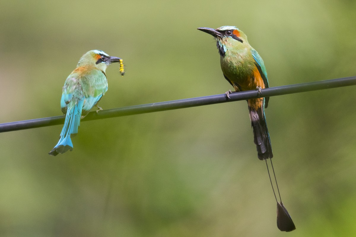 Turquoise-browed Motmot - ML167586511