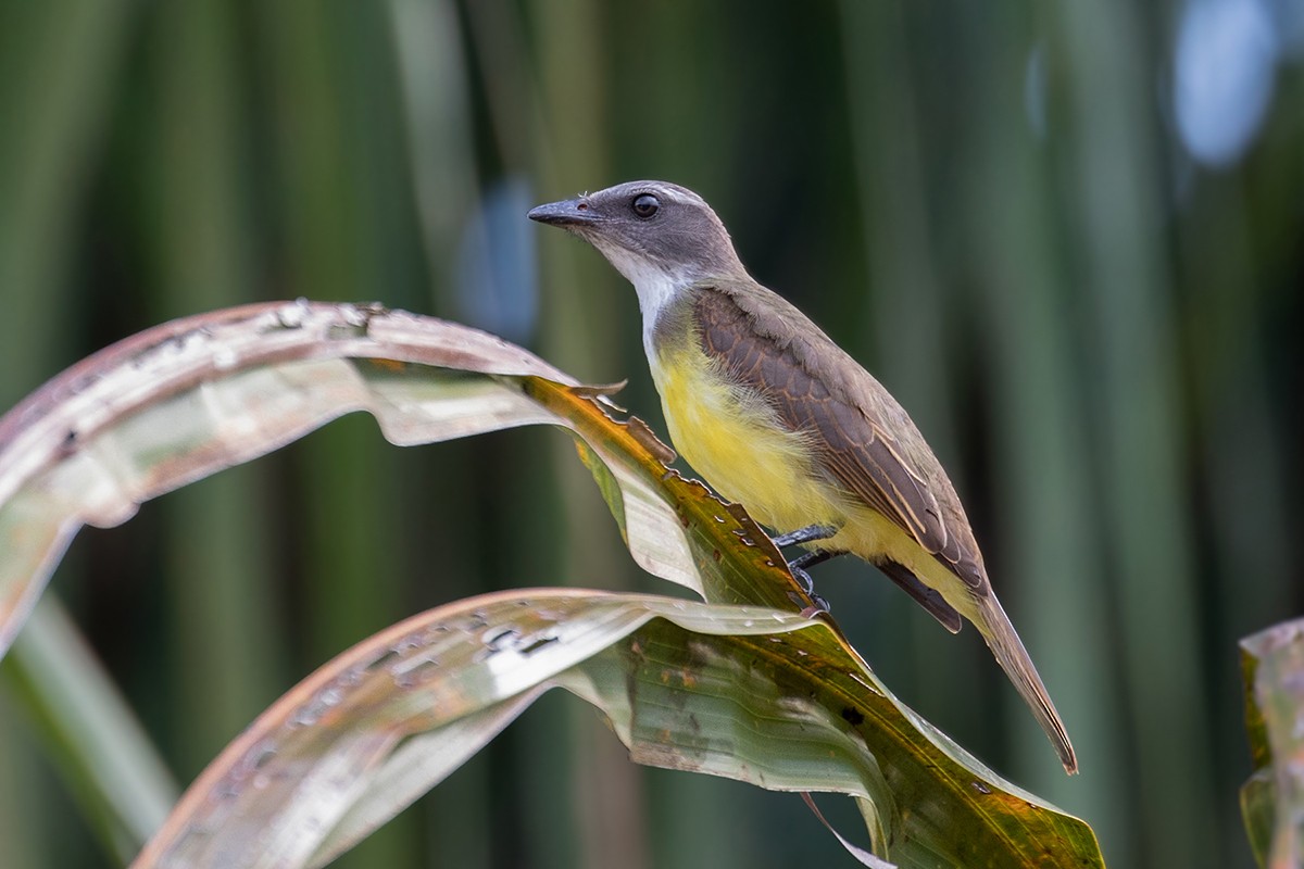 Sulphury Flycatcher - Alexandre Gualhanone