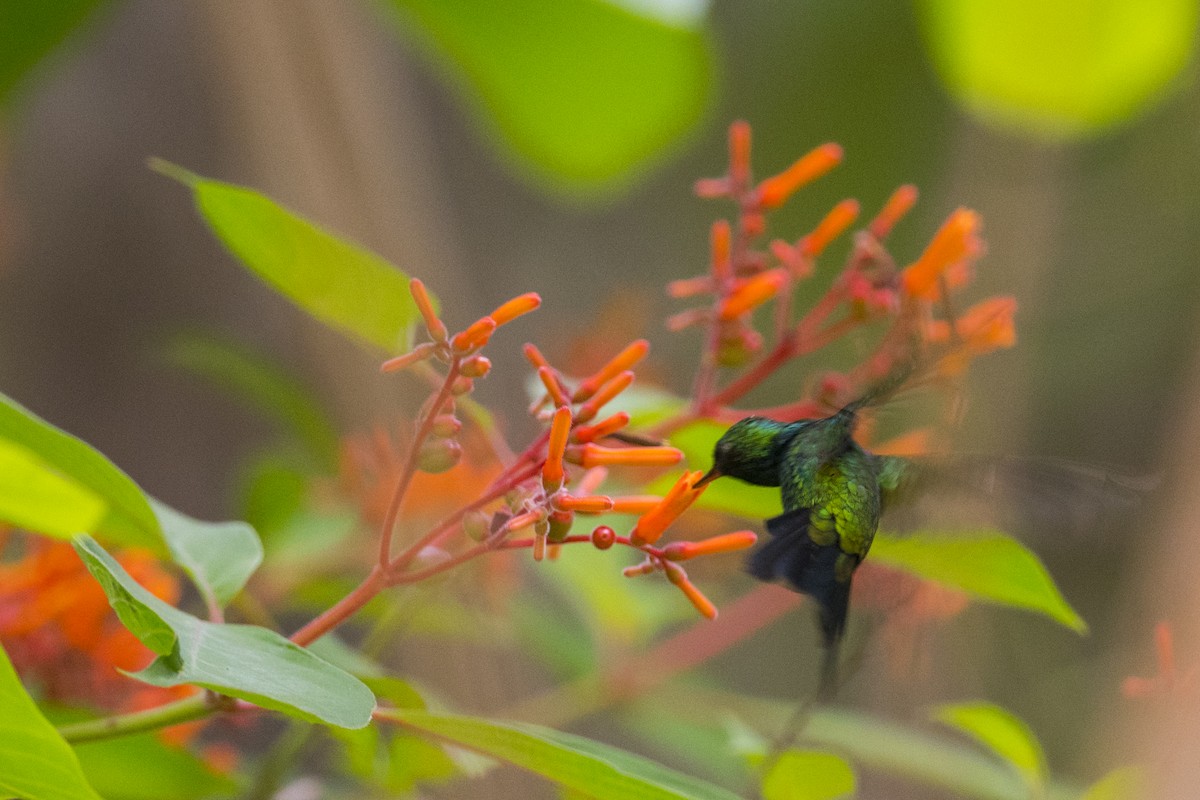 Canivet's Emerald - ML167586561