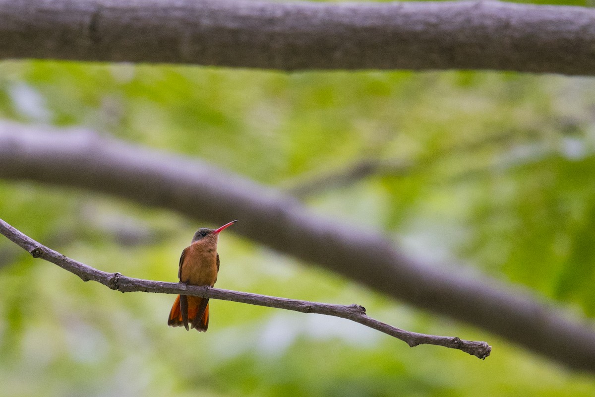 Cinnamon Hummingbird (Mainland) - ML167586851