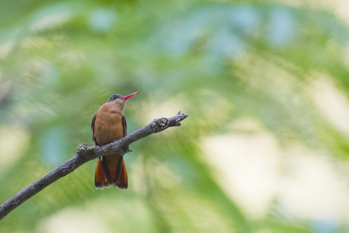 Cinnamon Hummingbird (Mainland) - ML167586941