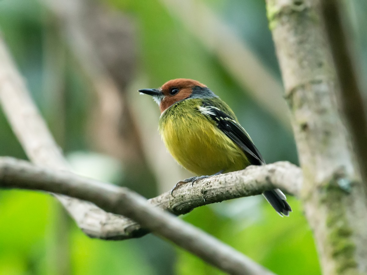 Johnson's Tody-Flycatcher - ML167587141