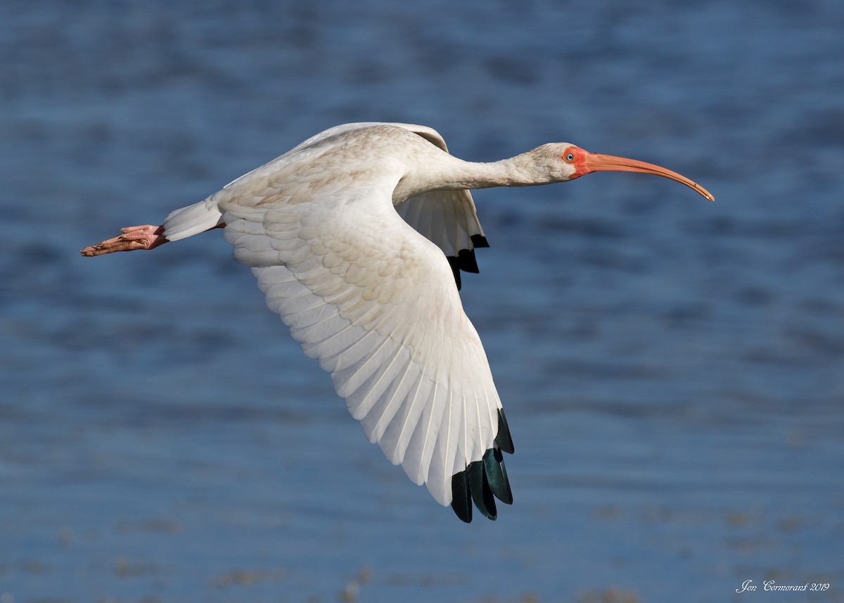 White Ibis - ML167587551