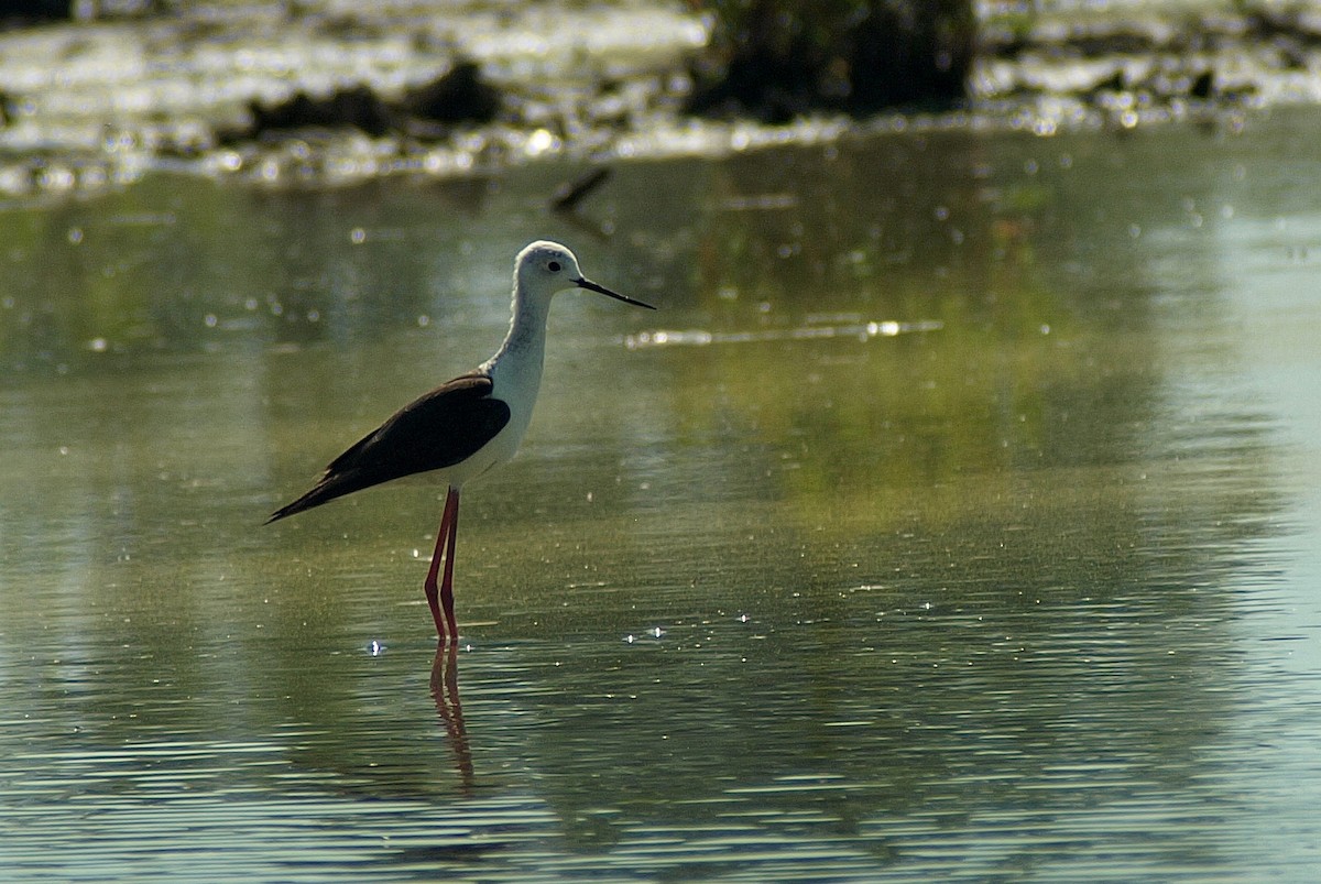 Black-winged Stilt - ML167588601