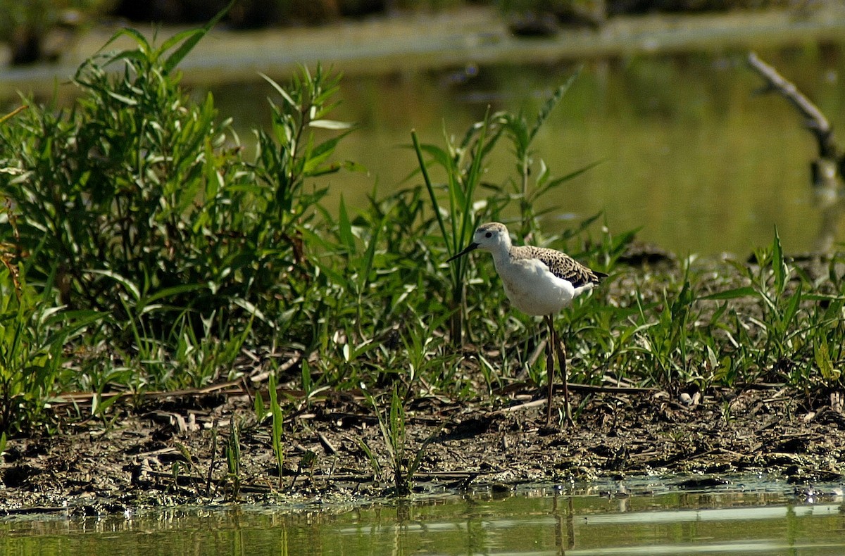 Échasse blanche - ML167588711