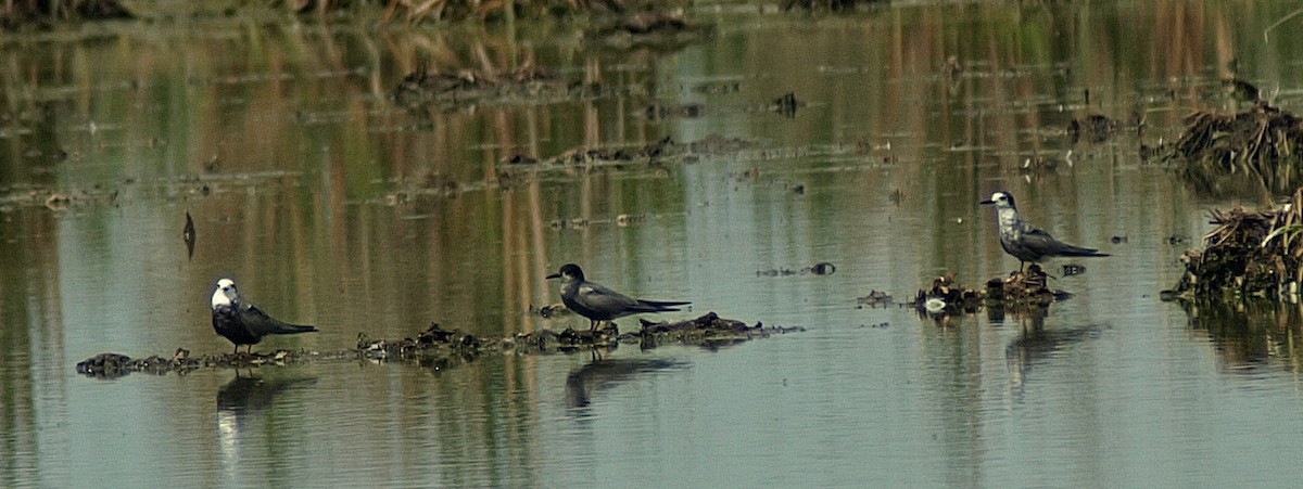 Black Tern - ML167588911