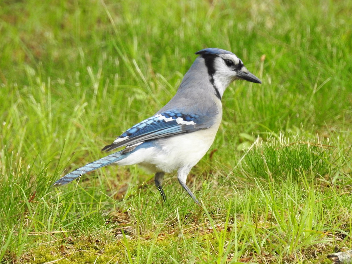 Blue Jay - S. K.  Jones