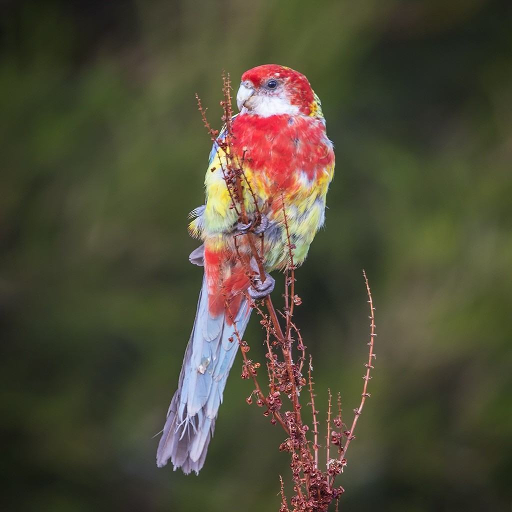 Eastern Rosella - ML167589181