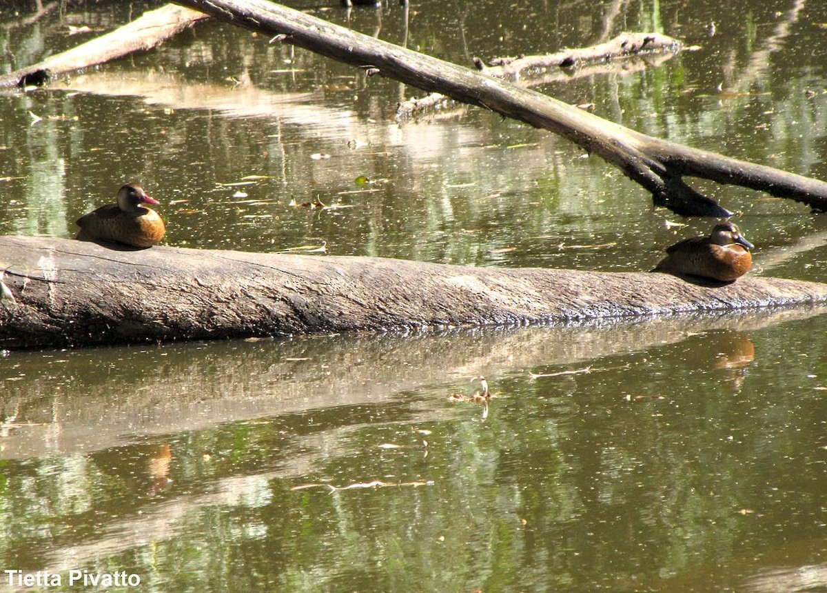 Brazilian Teal - Maria Antonietta Castro Pivatto