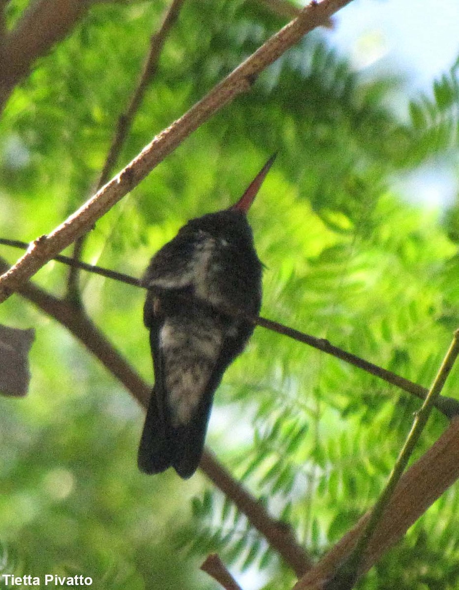 kolibřík zrcadlový - ML167590121