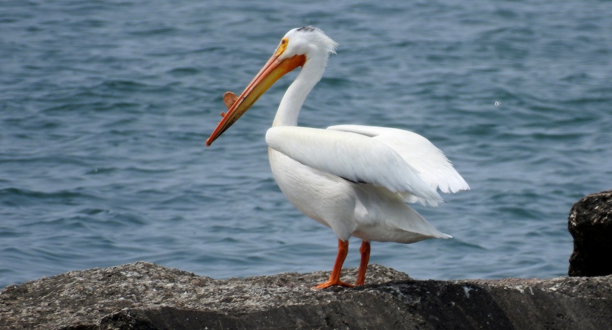 American White Pelican - shelley seidman