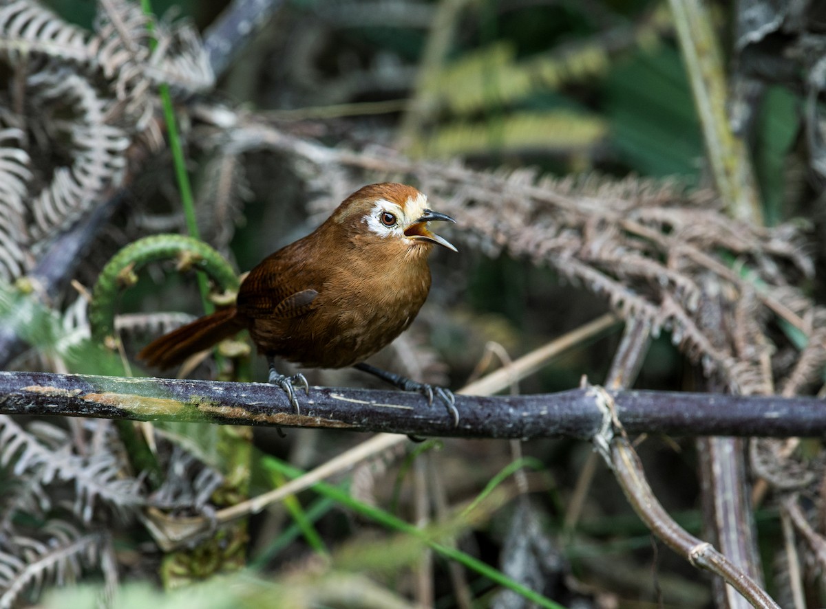 Peruvian Wren - Nick Athanas