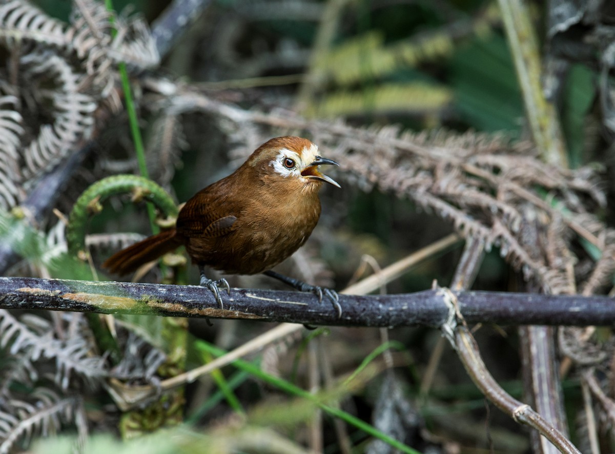 Peruvian Wren - ML167592681