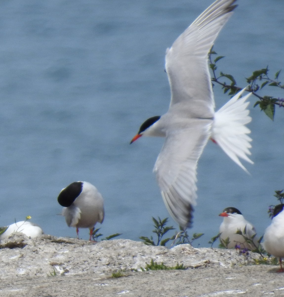 Common Tern - shelley seidman