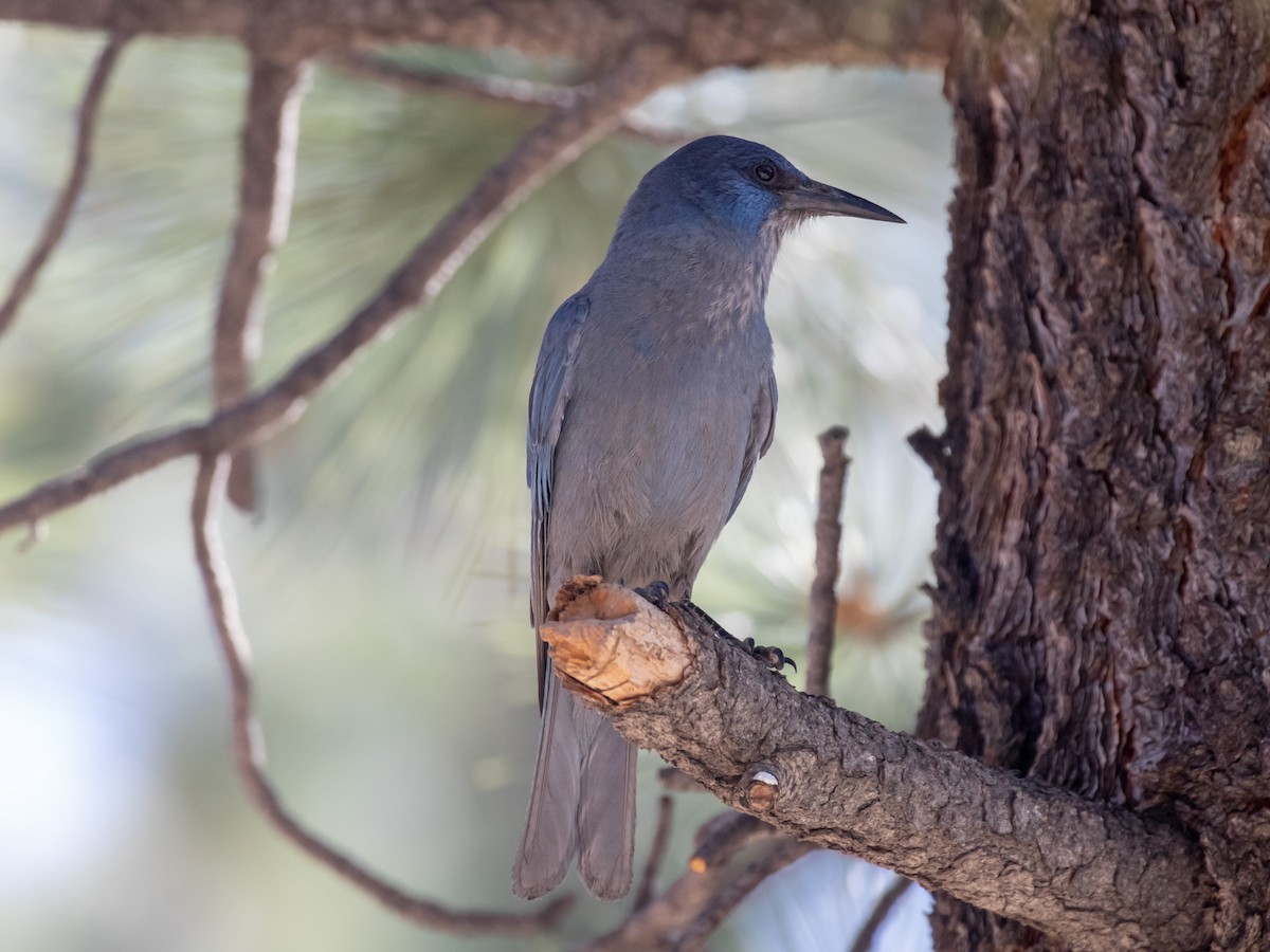 Pinyon Jay - Bruce Aird