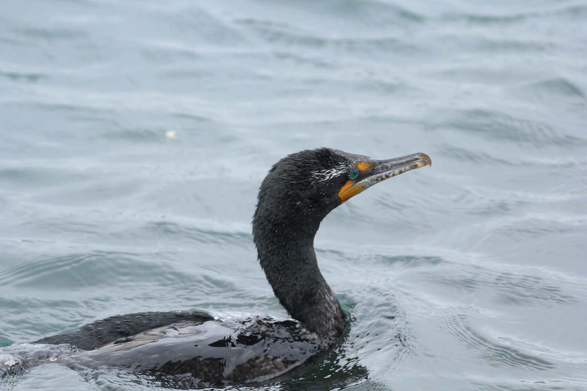 Double-crested Cormorant - ML167594531