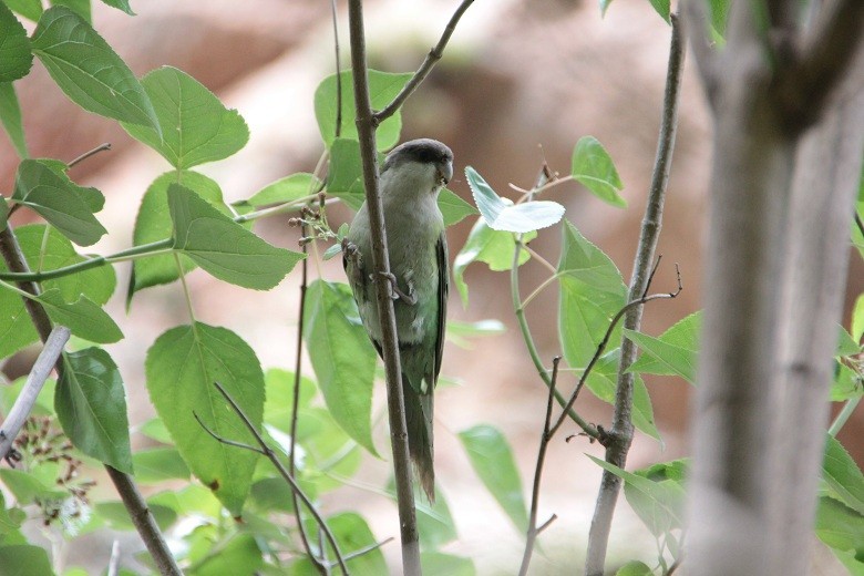 Gray-hooded Parakeet - ML167597131