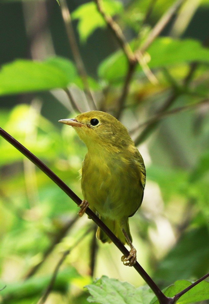 Yellow Warbler - ML167599641