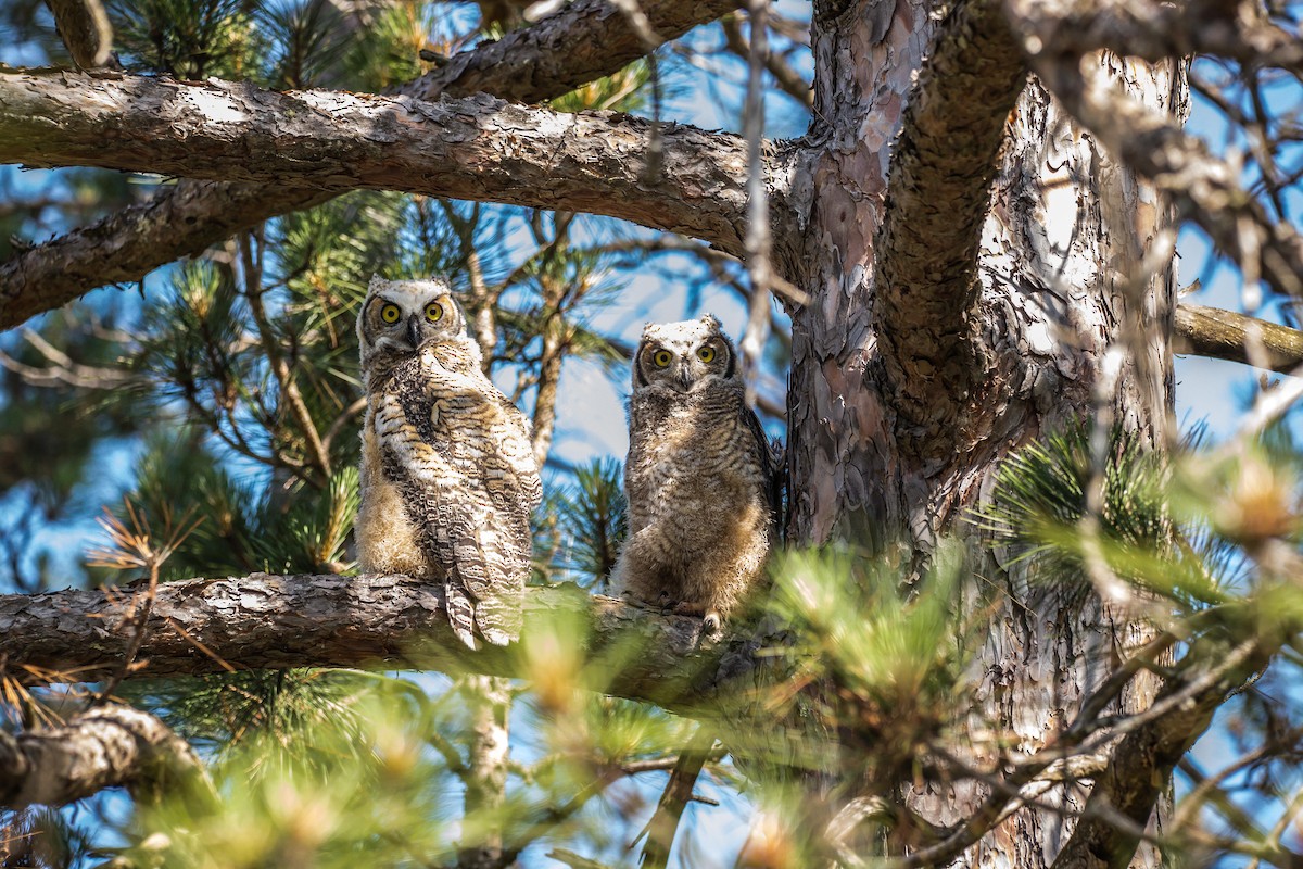 Great Horned Owl - ML167599711