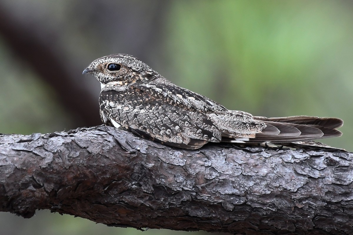 Lesser Nighthawk - ML167600391