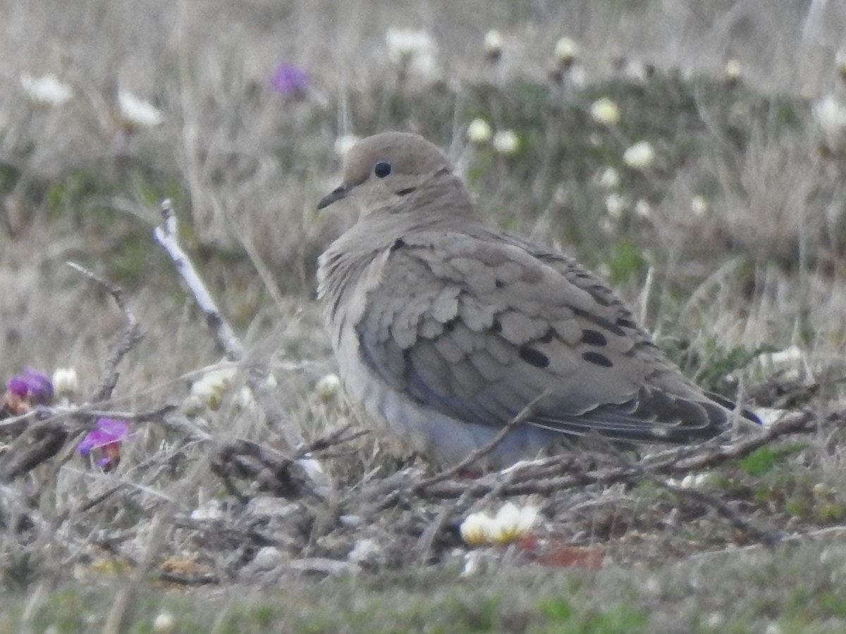 Mourning Dove - ML167601531