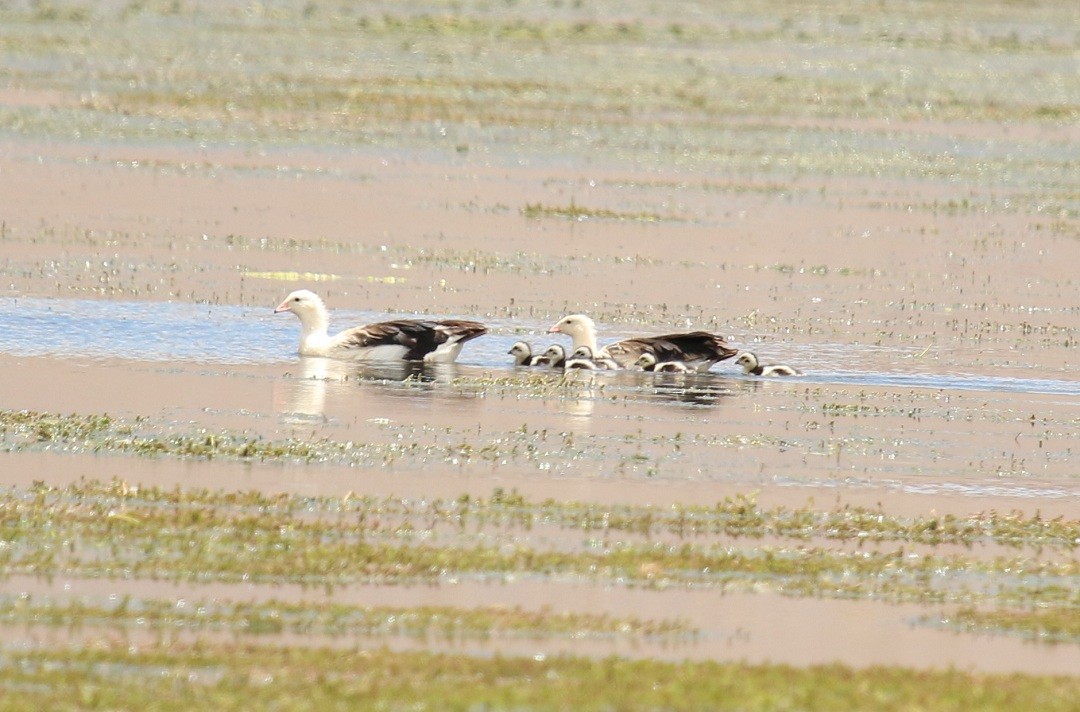 Andean Goose - ML167602161