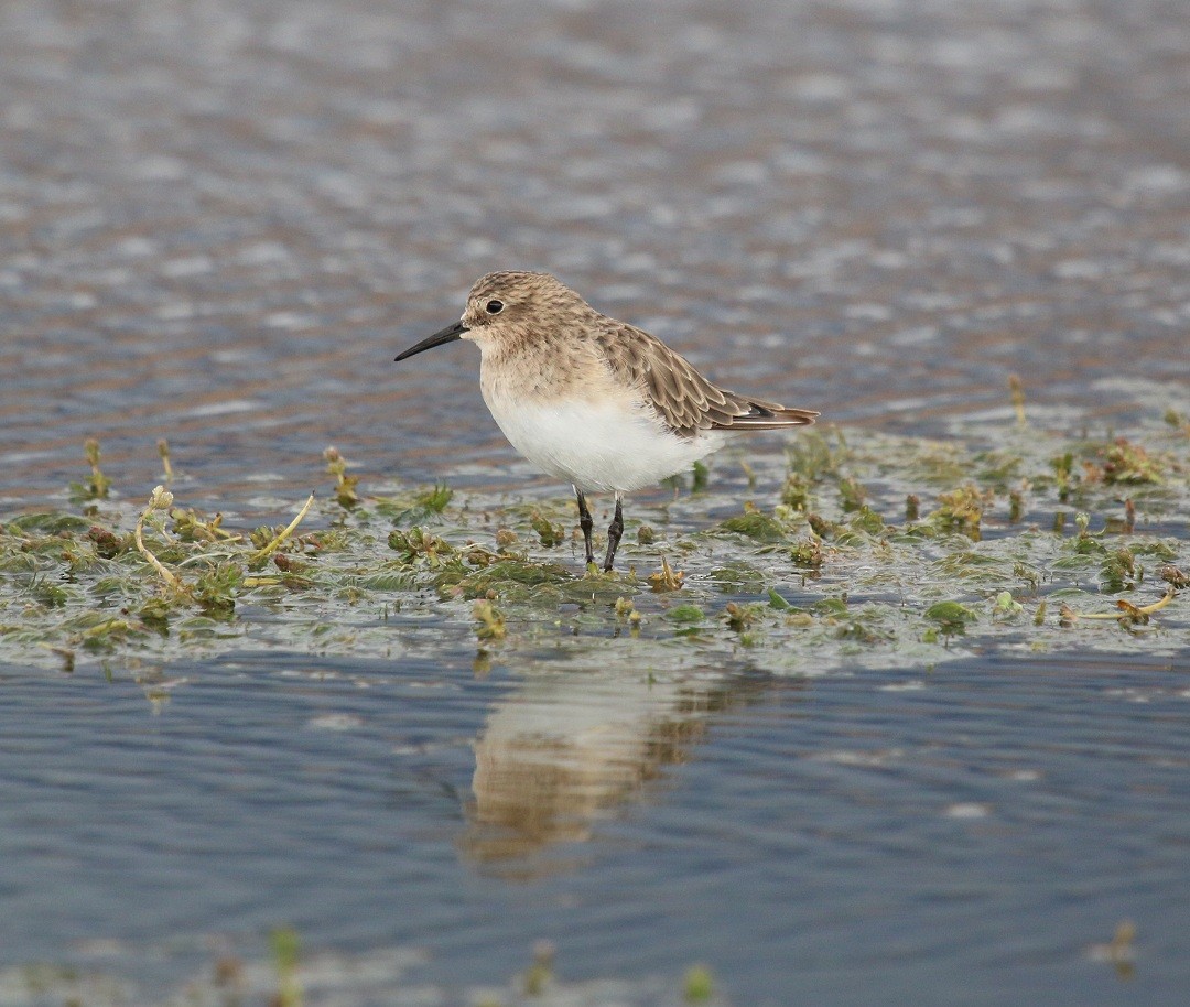 Baird's Sandpiper - ML167602621