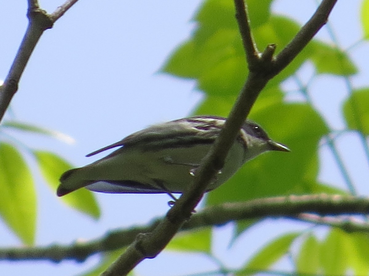 Cerulean Warbler - ML167603311