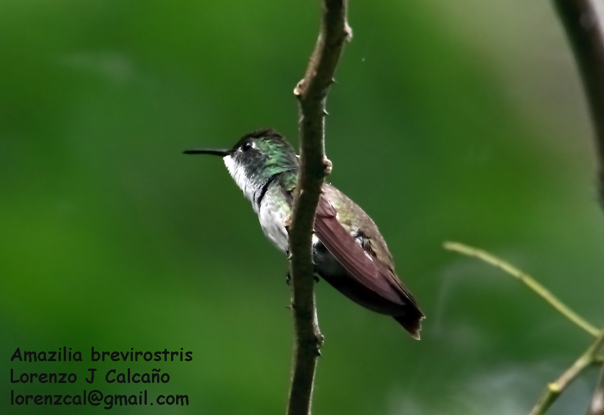 kolibřík běloprsý - ML167604991