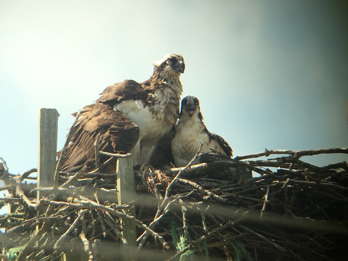 Águila Pescadora - ML167605051